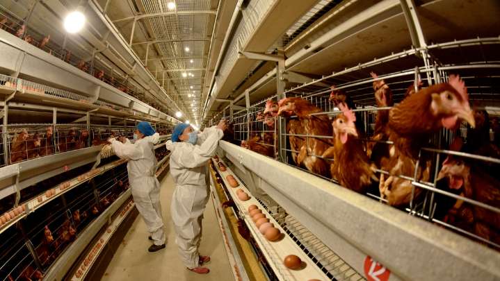 España confina todas las aves de corral del país por la gripe aviar
