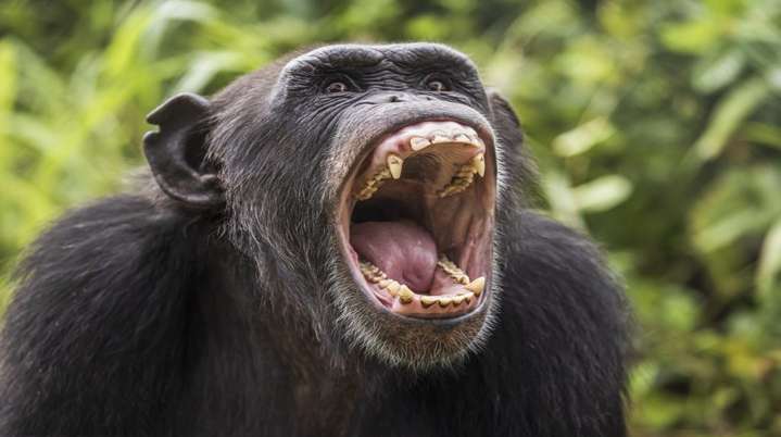 La guerra silenciosa de los chimpancés: el conflicto qu...