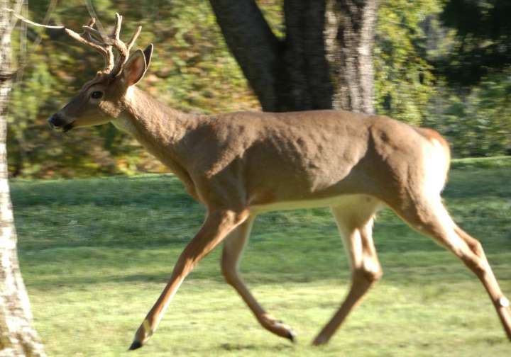 Deer kills Ohio woman trapped in enclosure