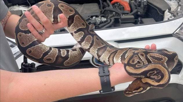 Engine Intruder: Ball Python Rescued From Vehicle In Florida