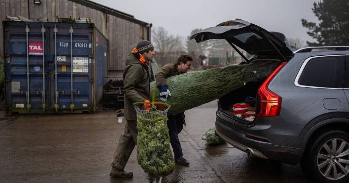 The 8 things you must do to your Xmas tree this year or face £5k fine