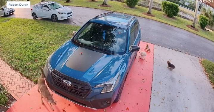 Boynton Beach neighbors rescue dog from coyote attack