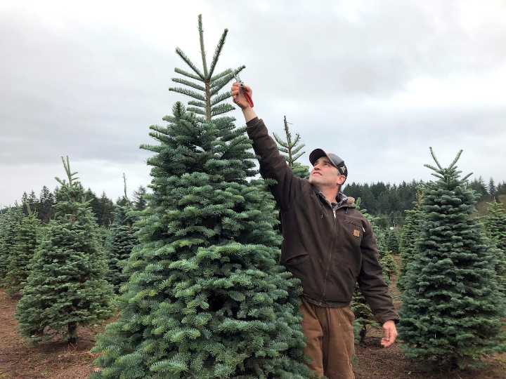 For $5, New Englanders can cut down Christmas trees from national forest
