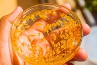 IIAP desarrolla tecnología para criar carachama negra en cautiverio ante su declive en la Amazonía