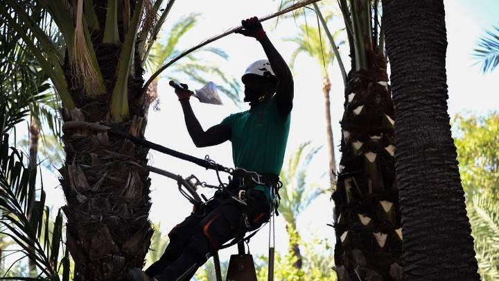 Compromís acusa a PP y Vox de querer urbanizar zonas protegidas del Palmeral de Elche