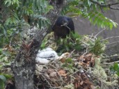 Nuevo avistamiento de polluelo de Águila Real de Montaña en el Huila