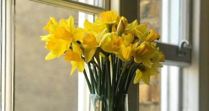 Husband’s Bouquet Arrived After His Death, Now His Wife has Lined an Entire Street with Daffodils as a Memorial