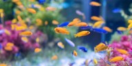 Cómo se escribe: ¿Acuario, aquarium o acuárium? Esto recomienda la RAE
