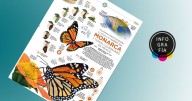 Llega la mariposa Monarca y tapiza los bosques de México