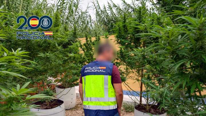 Cae en Ondara una macroplantación de marihuana oculta con toldos