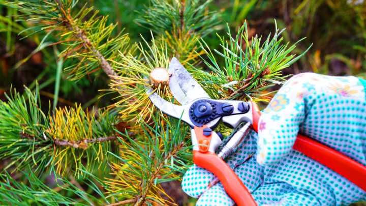 Avoid Cutting Back These 11 Evergreens In The Fall At All Costs