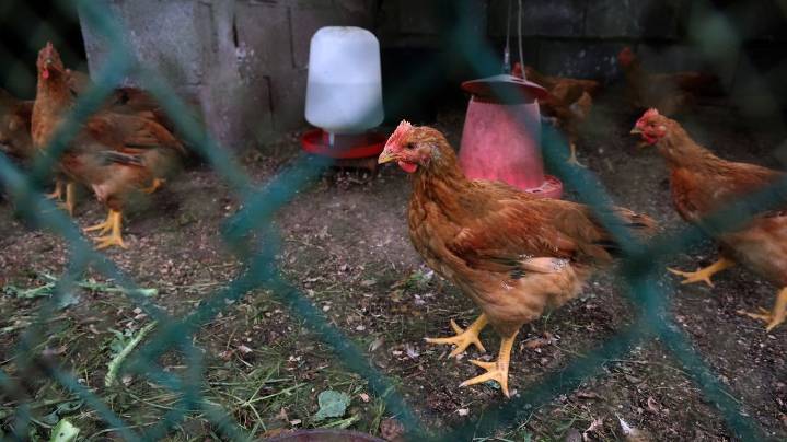 El brote más virulento de gripe aviar acaba con 2,7 millones de gallinas