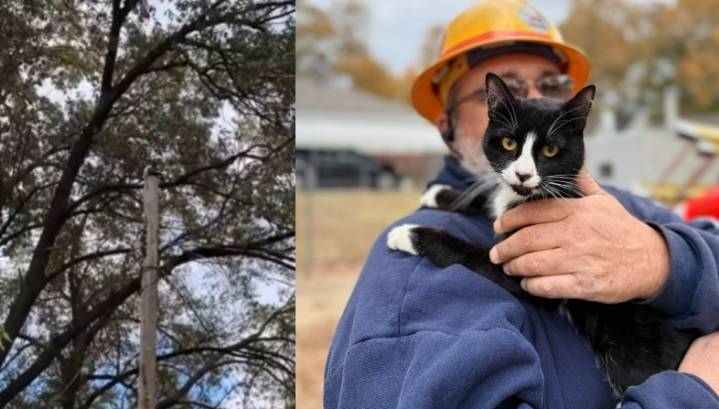 Cat stuck on top of utility pole for days rescued by MLGW crew
