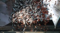 Segunda temporada de pesca de anchoveta inicia este 7 de noviembre
