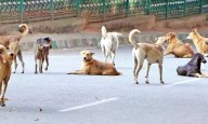 SC directs stray dogs be moved from institutional areas to designated shelters