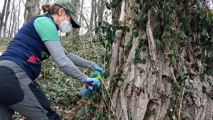 Invasive wintercreeper spreads from front lawns to old