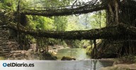 Las raíces que unen pueblos: así son los puentes vivos del noreste de la India, una obra de ingeniería natural que tarda años en construirse