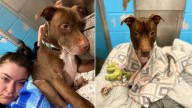 Georgia Dog’s World Shatters When Her Family Surrenders Her After Seven Faithful Years