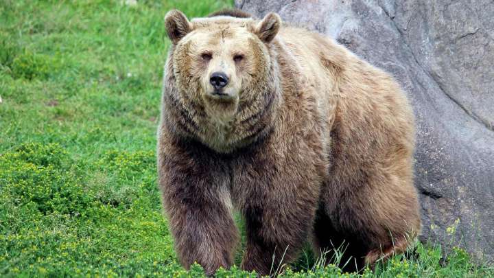 Oso Grizzly Ataca a Alumnos y Maestros Que Realizaban Senderismo, en Canadá; Hay 11 Heridos