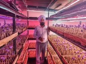From Kinnows to Saffron: Bathinda farmer leads Punjab’s horticulture revolution Photo Source; Babushahi Bureau [ FULL VIEW ]