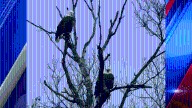 PHOTO: Two bald eagles spotted in tree in Enfield