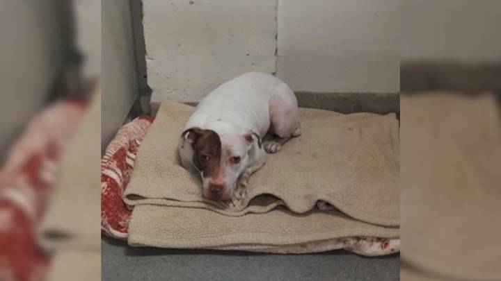 Dumped Pittie Finds Joy Again At New York Shelter, But There’s Still One Dream She’s Waiting For