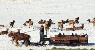 Hardware Ranch is getting ready for the wagon rides through the elk herd