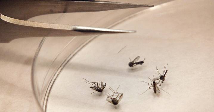 West Nile Virus activity confirmed in Bell County