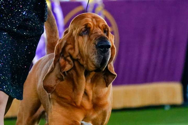 Get a bloodhound! Mentor’s mysterious stench has residents suffering and officials stumped