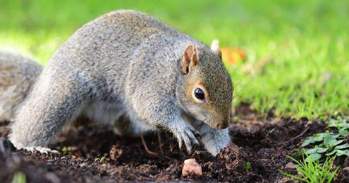 Gardener shares simple way to prevent squirrels digging up your bulbs