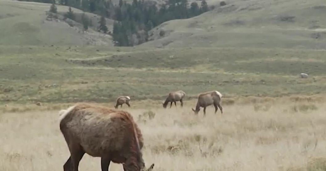 Washington residents urged to share input on State Wildlife Action Plan