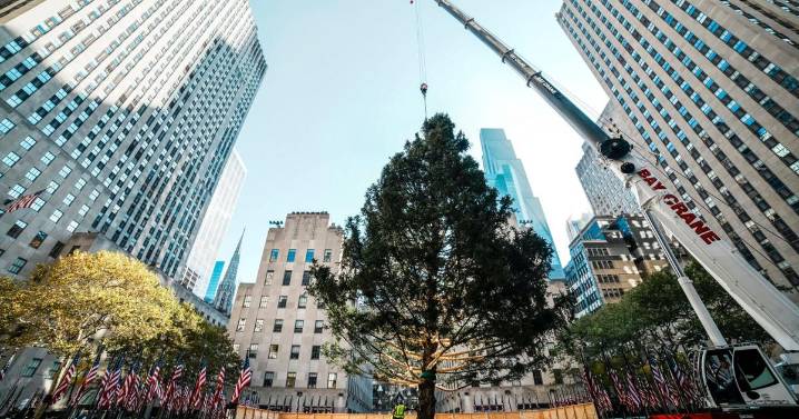 Árbol de Navidad del Centro Rockefeller llega a Manhattan, iniciando la temporada festiva en NY