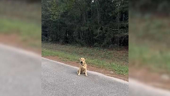 Texas Sanctuary Founder Shocked When A Lonely Pup Extends His Paw Asking To Be Saved
