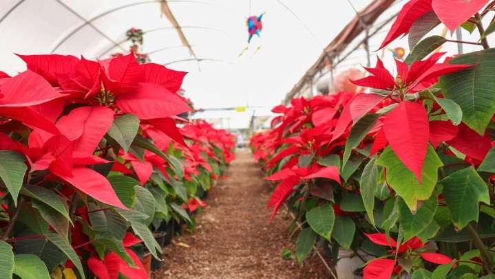 Feria y Temporada de la Nochebuena 2025 en Atlixco, Puebla: AQUÍ los detalles