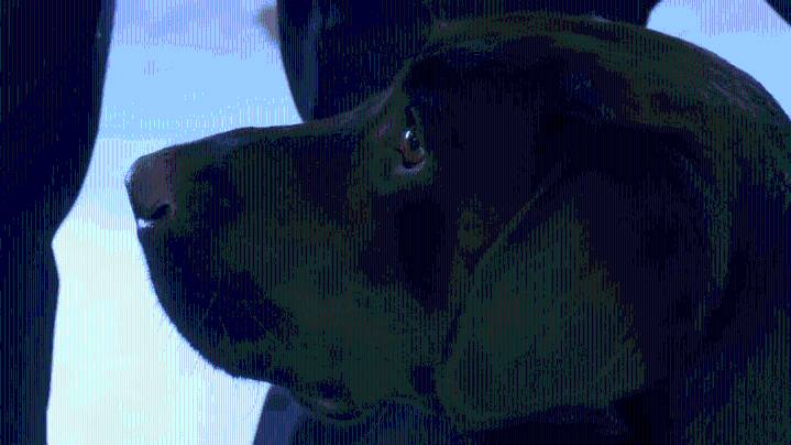 Meet Laddy: Sedgwick County’s new arson