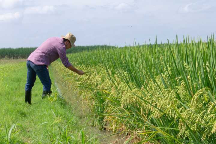 Fedearroz exportará arroz a los E.E.U.U