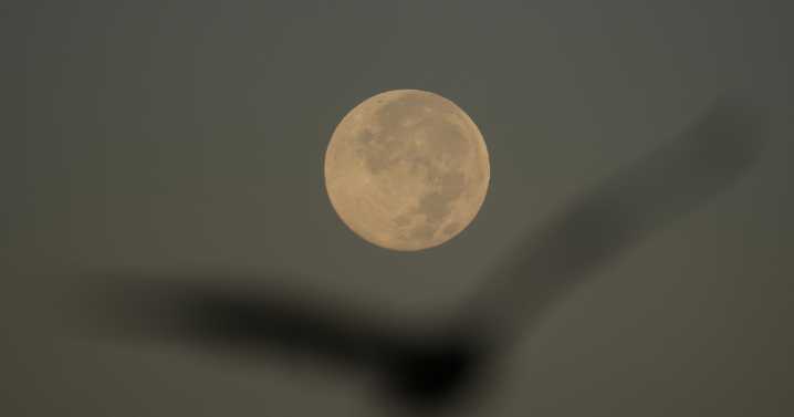 How to spot November’s supermoon, the closest of the year