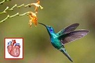 El corazón más rápido del mundo: el sorprendente ritmo del colibrí