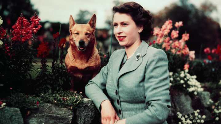 What Happened To Queen Elizabeth's Corgis After She Died? Update On The Royal Pups