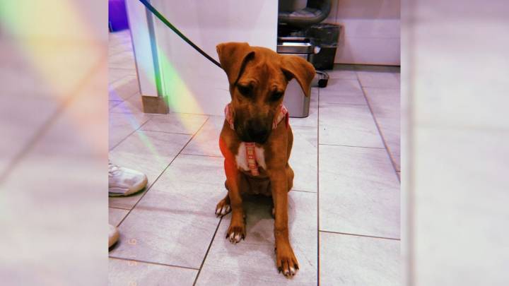 Strangers Avoid This Pennsylvania Pup For A Heartbreaking Reason, But Her Owner Never Gave Up