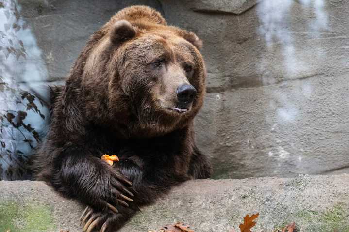 Students, teachers injured when grizzly bear attacks during nature walk