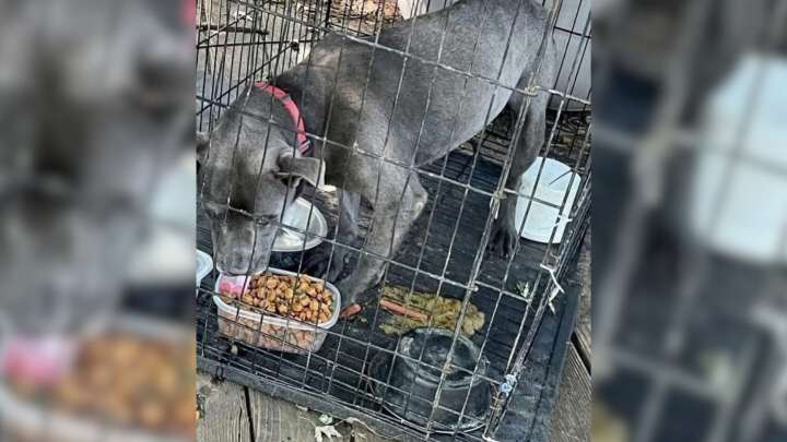 New Jersey Foster Dog Could Barely Walk In Fear, Until She Met A Person Who Changed Everything