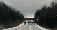 Northern Ont. moose herd photo goes viral
