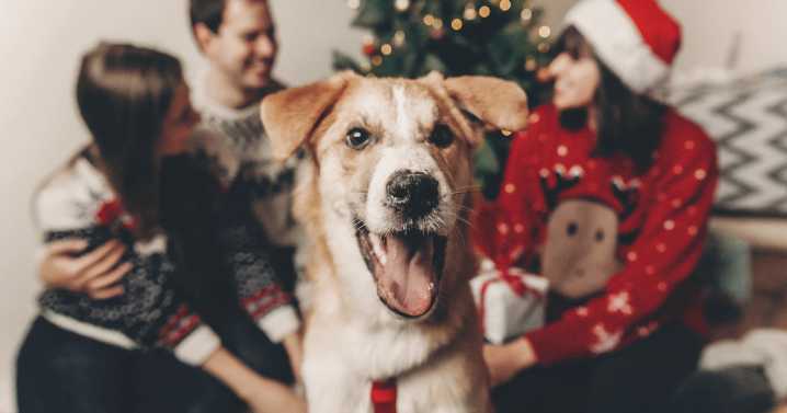 The 13 Best Ugly Christmas Sweaters for Dog People