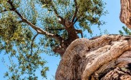 Tiene 4000 años y sigue vivo: el olivo que sigue dando aceitunas