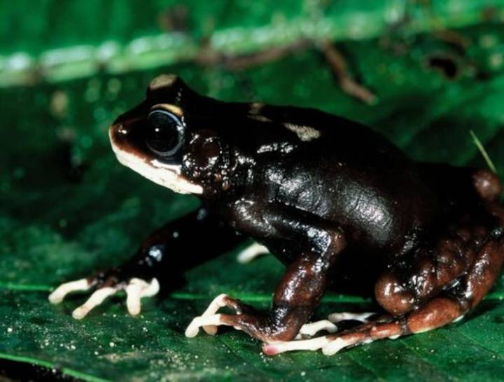 Tanzania. Hallan tres nuevas especies de sapos africanos tras pasar un siglo inadvertidas