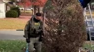 Gardeners hanging Christmas lights approached by federal agents