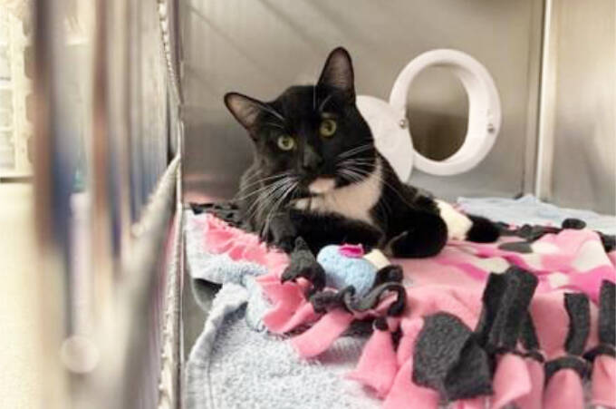 Kent animal shelter looking for owner of cat rescued in fire
