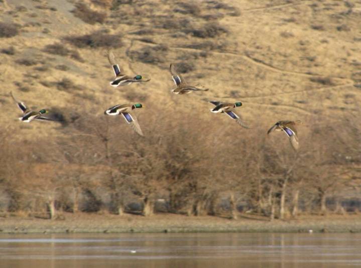 Six mice test positive for bird flu in Grant County