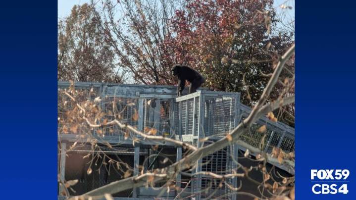 Chimp recaptured after escaping Indianapolis Zoo exhibit